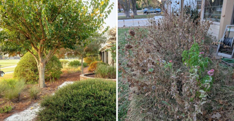 What Texas Pollinator Gardeners Do Differently To Keep The HOA From Sending Letters