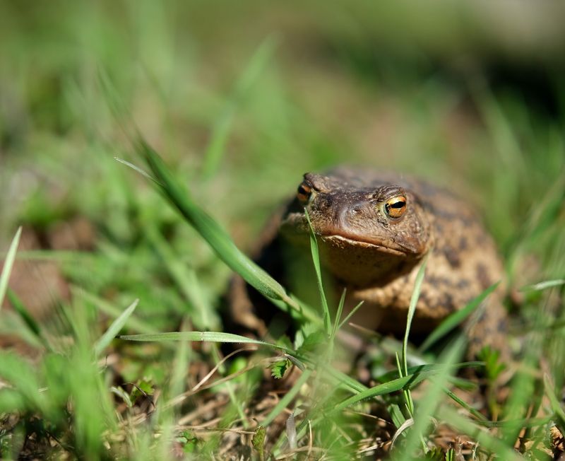 What That Toad Is Actually Up To What That Toad Is Actually Up To