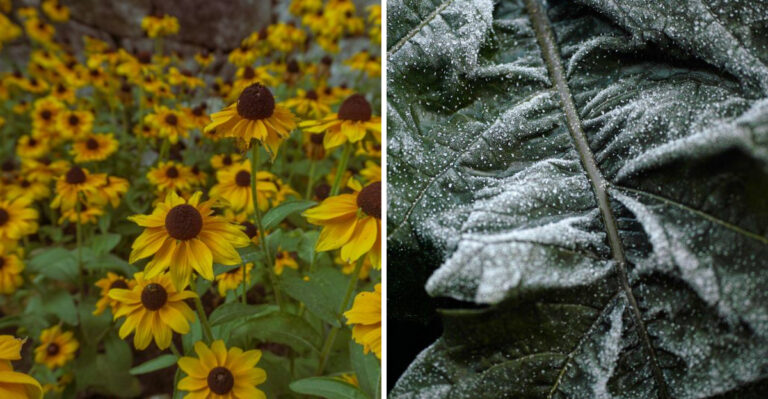 What That White Coating On Your Black-Eyed Susans Actually Means In Maryland