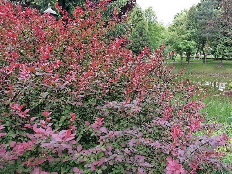 What The Barberry Ban Means For Your Legal Liability