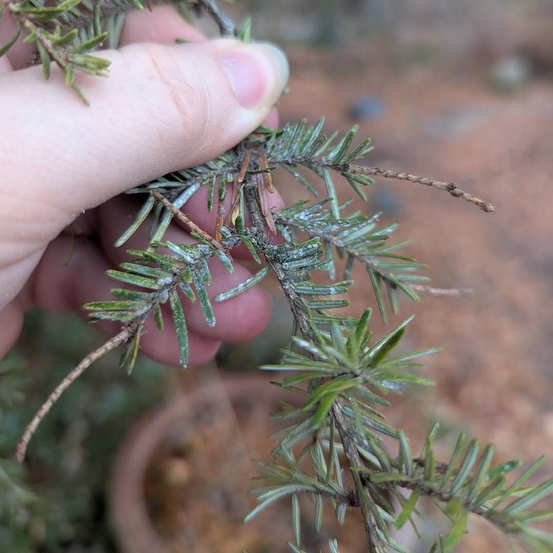 What The Pest Does To The Tree