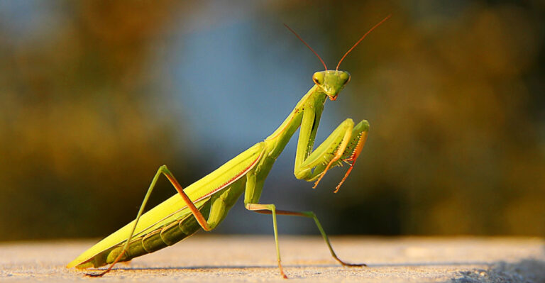 What The Presence Of A Praying Mantis Says About Your Washington Garden