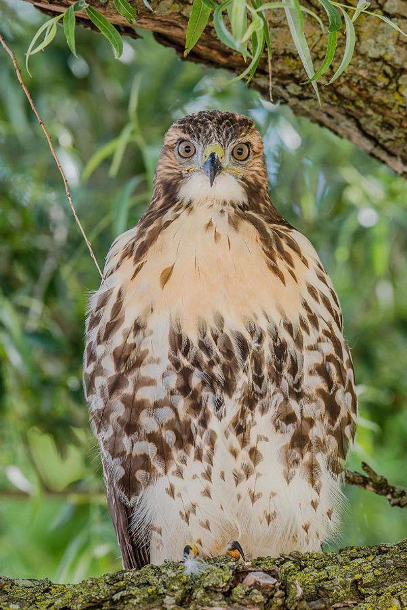 What The Red-Tailed Hawk Is Telling You About Your Ecosystem What The Red-Tailed Hawk Is Telling You About Your Ecosystem
