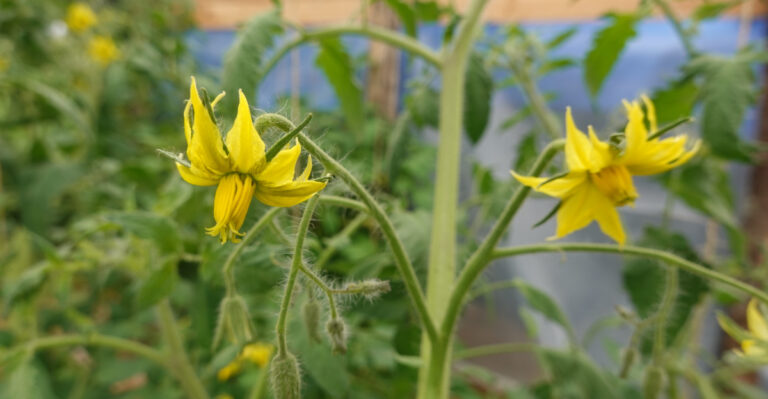 What The Summer Heat Is Doing To Virginia Tomato Blossoms, And How To Respond