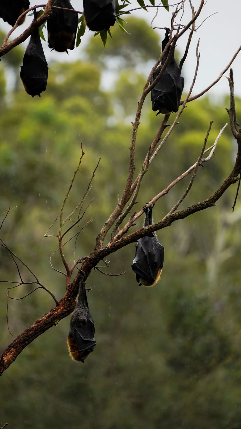 What The Timing And Frequency Of Bat Visits Reveal About Your Local Ecosystem