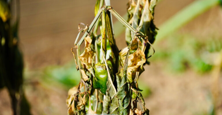 What This Florida Heat Wave Is Actually Doing To Your Plants And How To Help Them Recover