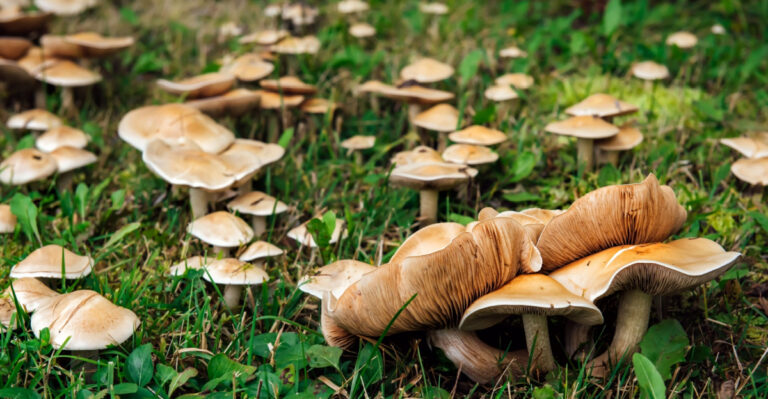 What Those Post-Rain Mushrooms In Your New Jersey Yard Really Mean