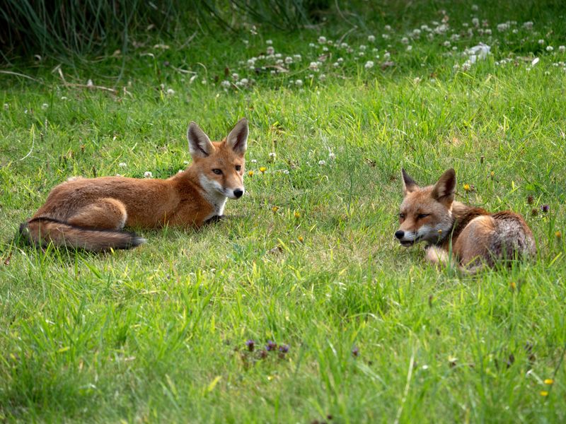 What Time Of Year You See A Fox Matters What Time Of Year You See A Fox Matters