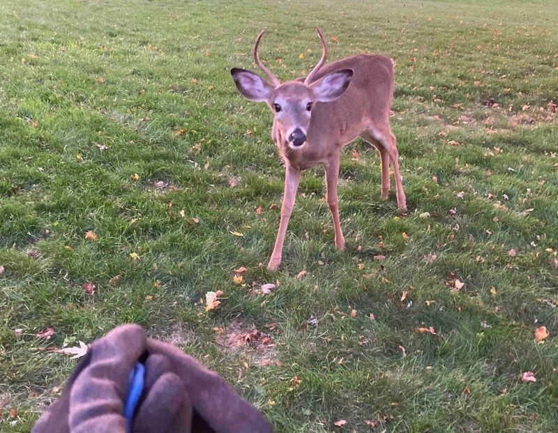 What To Actually Do When You Want To Reduce Deer And Tick Pressure In Michigan