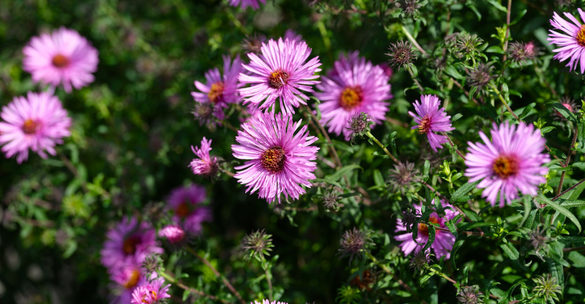 new england aster