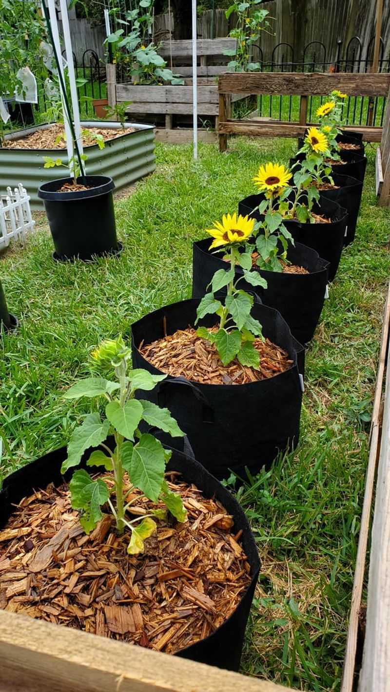 What To Do After Planting To Keep Blooms Coming