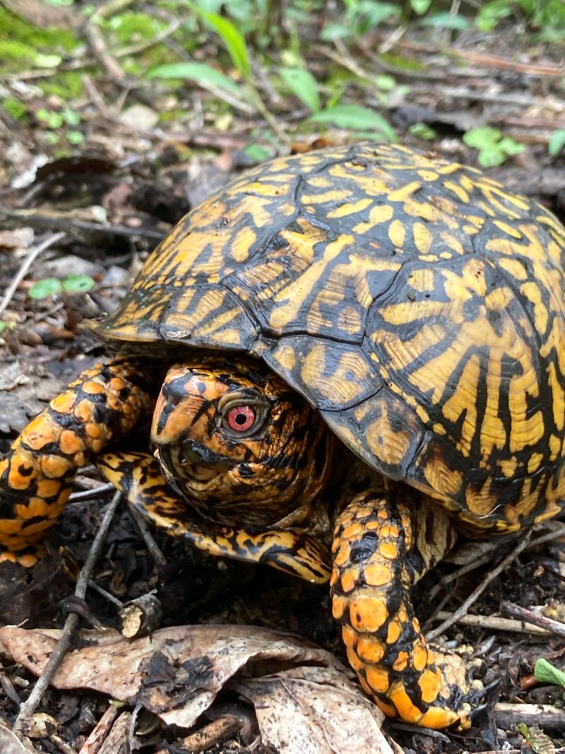 What To Do And Avoid When You Spot A Box Turtle Near Your Plants