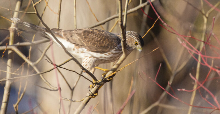 hawk lurking
