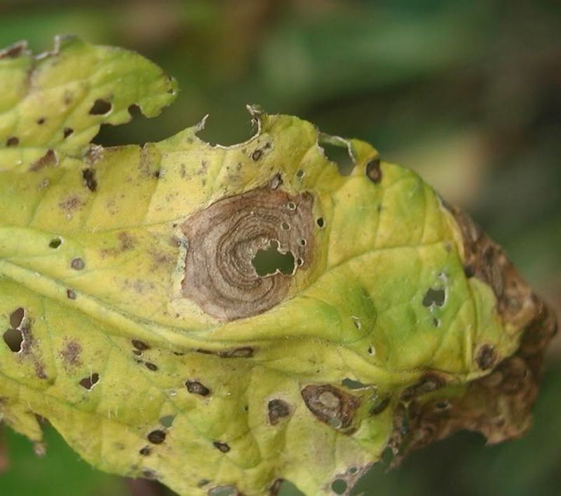 What To Do As Soon As You Spot Symptoms