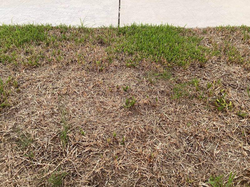 What To Do During Dormancy And What To Skip What To Do During Dormancy And What To Skip