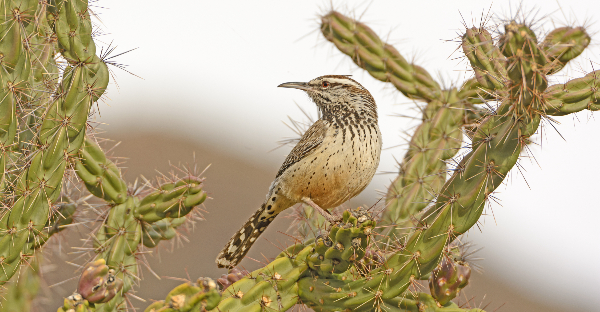 cactus wren (featured image)