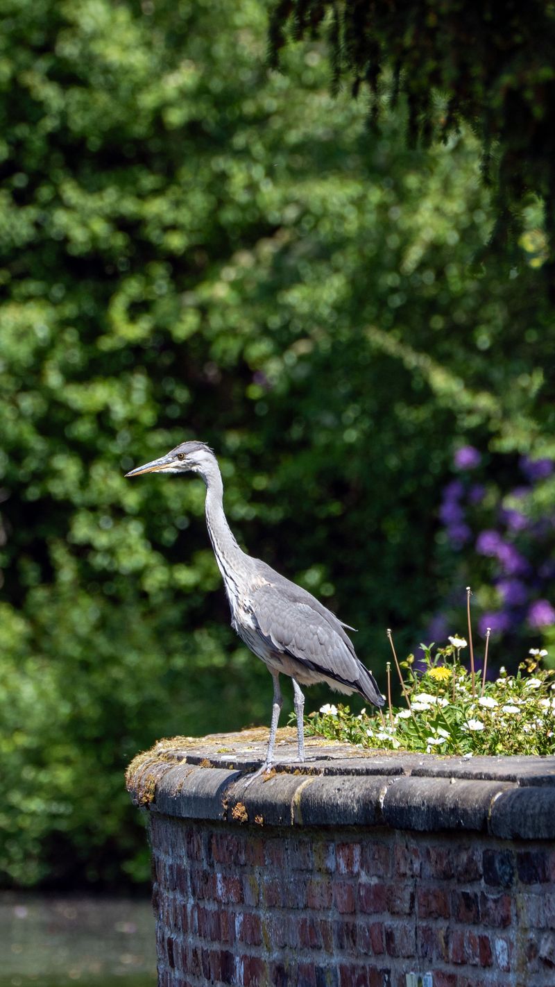 What To Do If A Heron Keeps Coming Back