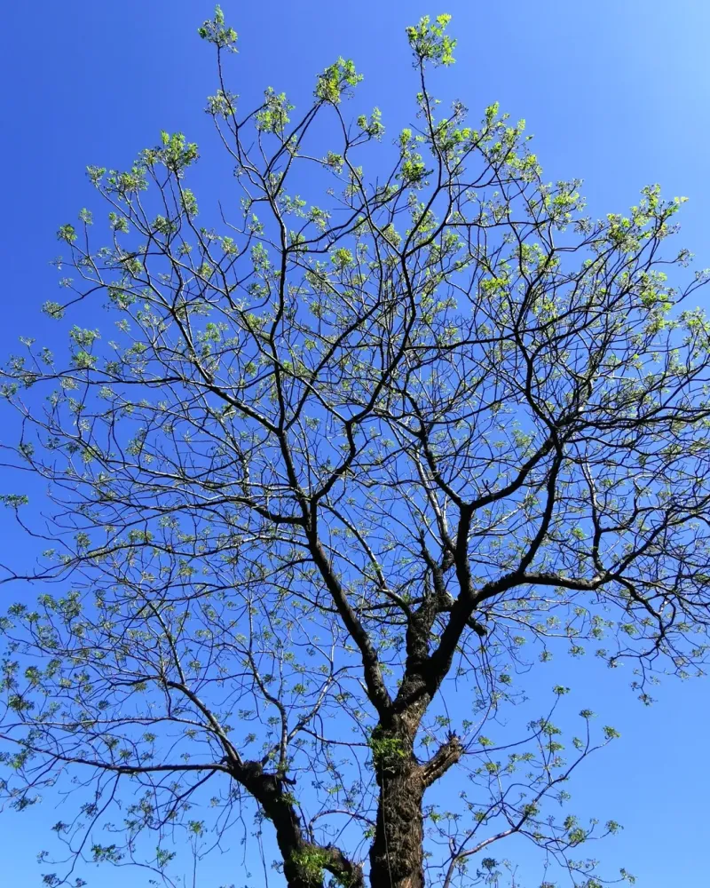 What To Do If You Have One In Your Yard What To Do If You Have One In Your Yard