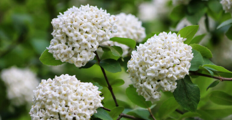 What To Do To Ohio Viburnum Before June Ends For Fuller Shrubs Next Year