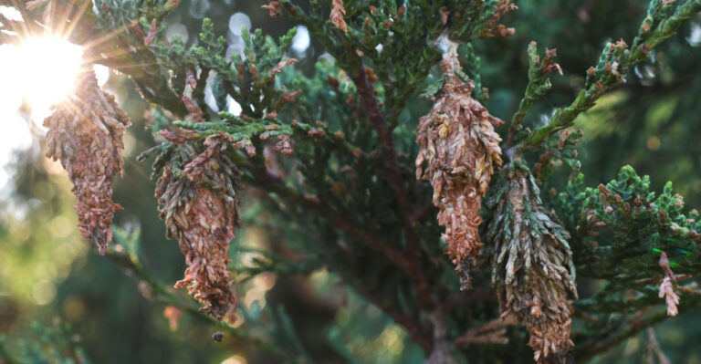 What To Do When Bagworms Show Up On Your Georgia Trees And Shrubs This Summer
