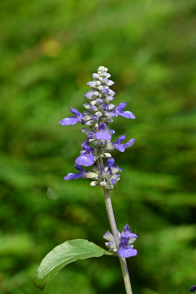 What To Do When Blooms Slow Down Mid-Summer