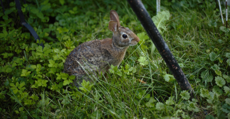 Rabbit (featured image)