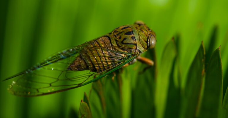 What To Do When The Cicadas Take Over Your Illinois Yard