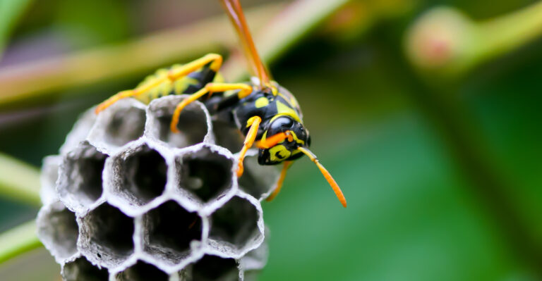 What To Do When Wasps Build A Nest In Your California Garden