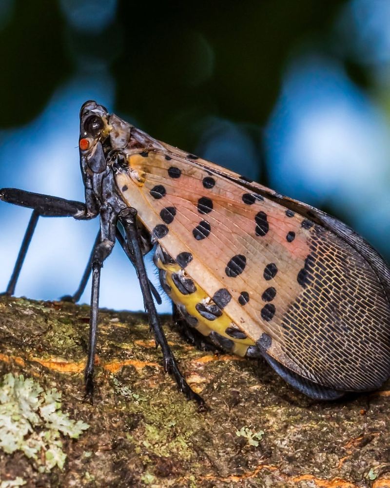 What To Do When You Find Them In Your Yard What To Do When You Find Them In Your Yard