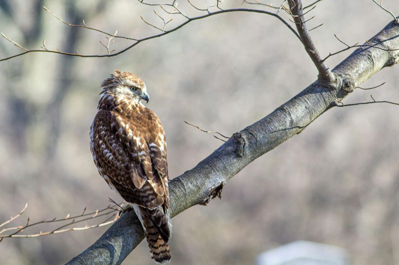 What To Do When You Spot A Red-Tailed Hawk In Your Yard