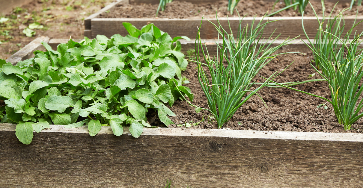vegetables (featured image)