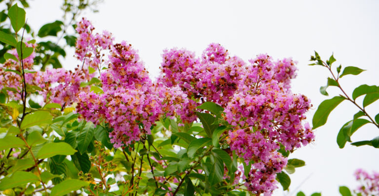 Crepe Myrtle (featured image)