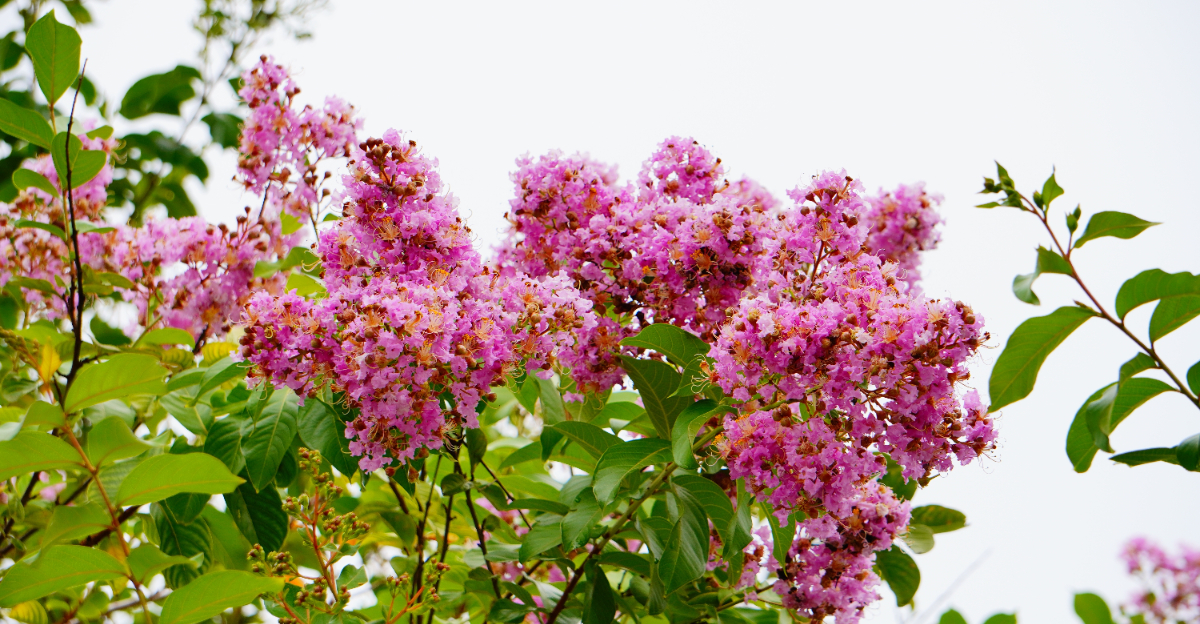 Crepe Myrtle (featured image)