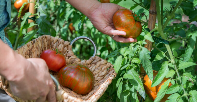 What To Do With Georgia Tomato Plants In July To Keep Them Producing