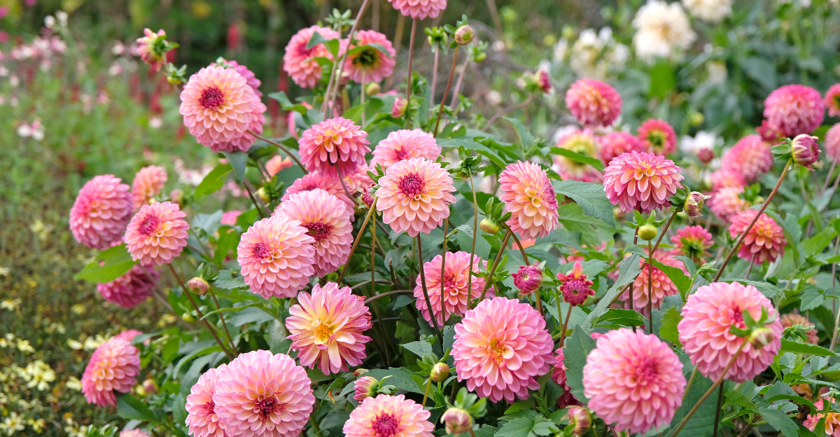 dahlias