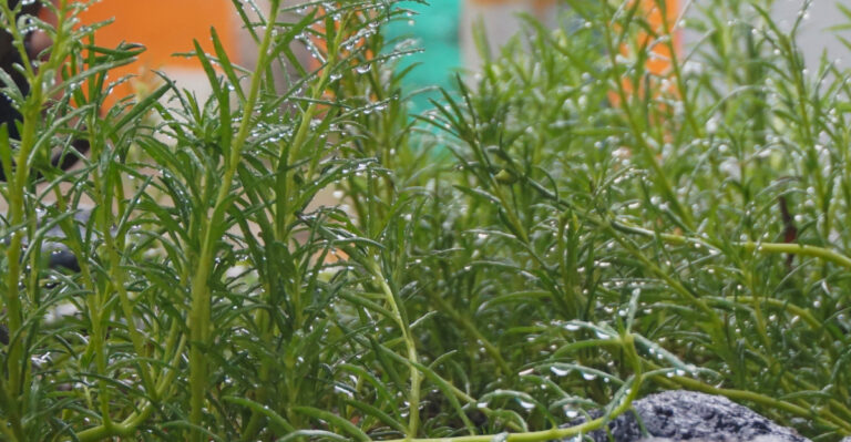 rosemary in rain