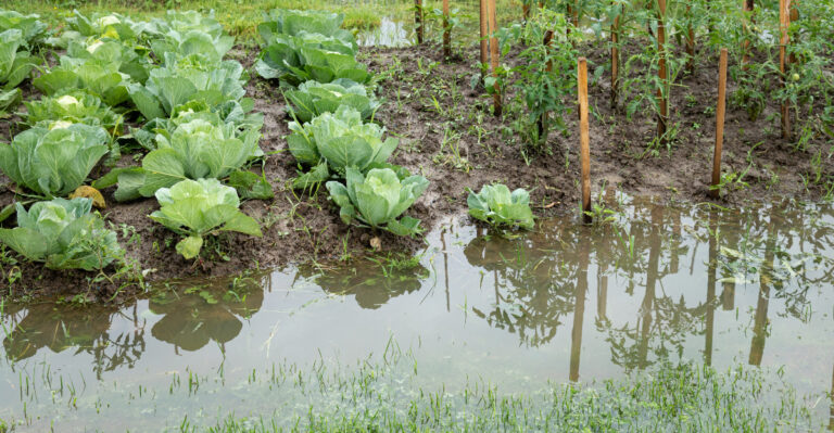 What To Do With Storm-Damaged Plants In Iowa Before The Heat Takes Over