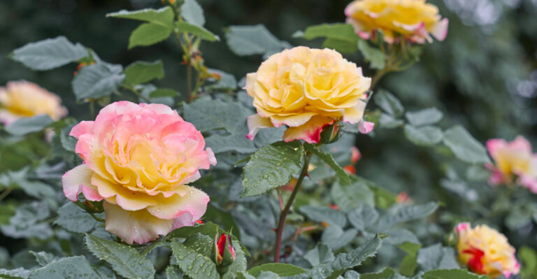 What To Do With Tennessee Roses In June After Their First Flush Of Blooms