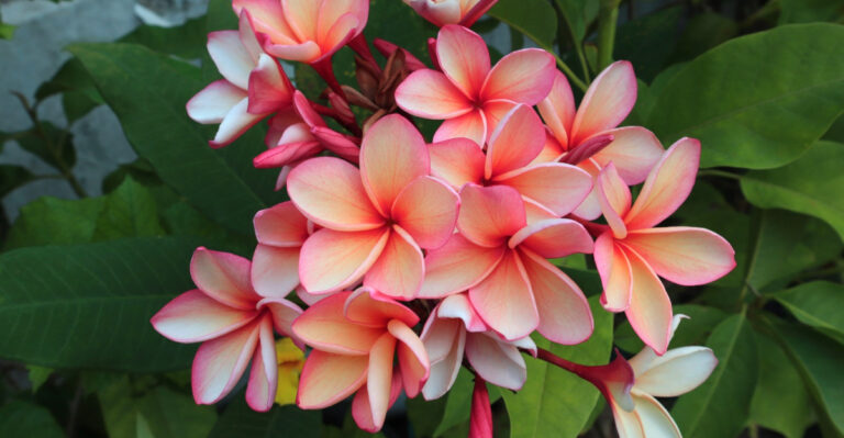 What To Do With Your California Plumeria In June Before The Heat Peaks