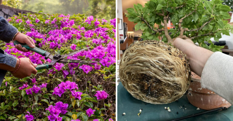 bougainvillea