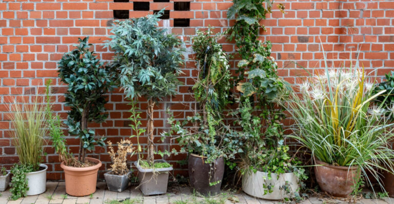 What To Do With Your Florida Container Plants When A Hurricane Is Coming