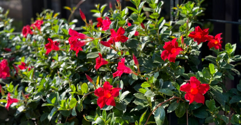 What To Do With Your Florida Mandevilla In June So It Blooms All Summer Without Stopping