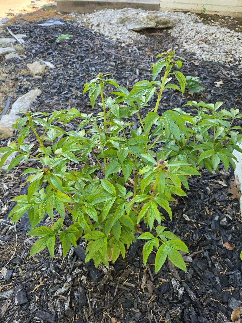 What To Do With Your Peonies After