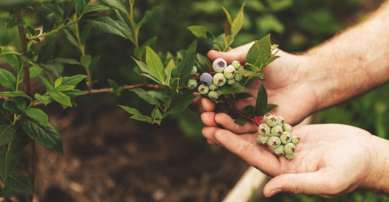 What To Feed Oregon Blueberries For The Biggest Harvest Of The Season