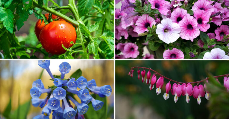 What To Keep Watering And What To Let Go Dormant In Virginia Right Now