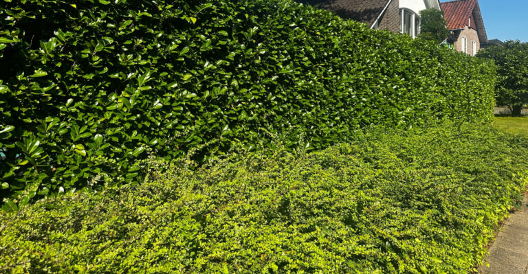 What To Know Before Planting A Living Fence Around Your Oregon Yard