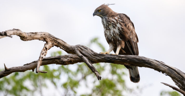 What To Know When A Hawk Keeps Appearing In Your Kentucky Backyard
