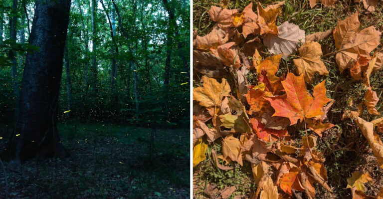 What To Leave In Your Georgia Yard This June To Keep Fireflies Coming Back All Summer