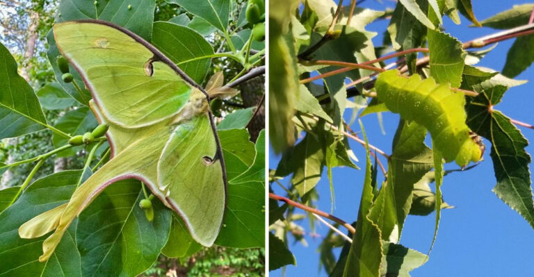 What To Leave Uncut In Your Georgia Yard This Summer To Attract Luna Moths At Night