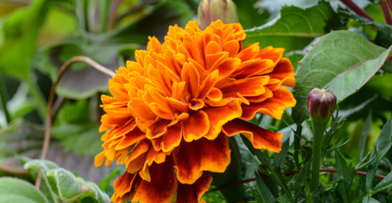 What To Plant In Oregon In June If Your Spring Garden Failed
